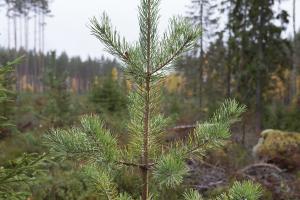 En tallplanta. I bakgrunden syns fler plantor och en grupp naturvårdsträd.