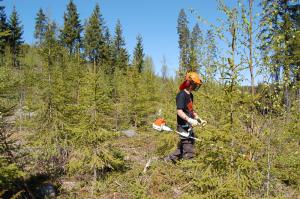 En man arbetar med röjsåg i en plantskog på sommaren.