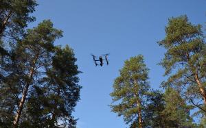 En drönare flyger över en tallskog.