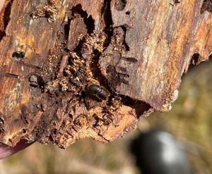 Kirjanpaina kaarnalla