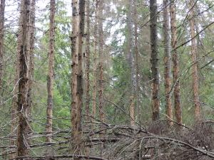 Kirjanpainajan tuhoamia puita