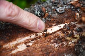 Granbarkborrar på barken.