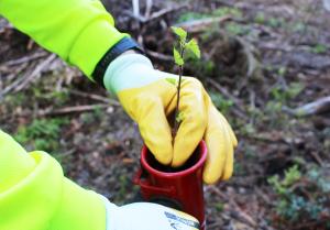 Plantering av björk. 