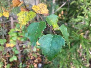 Blad av vårtbjörk.