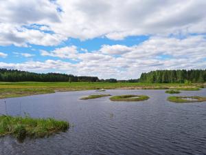Våtmark på sommaren.