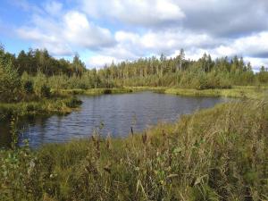 Våtmark på sommaren