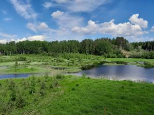 våtmark på sommaren