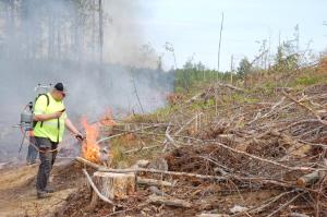 Man gör hyggesbranning i Pertunmaa