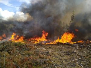 Hyggesbränning i skogen.