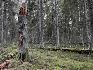 Döda torrakor och lågor i skogen