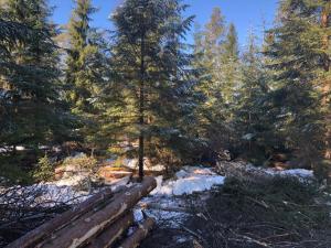 Kuusimetsää. Etualalla kaadettuja ja karsittuja puita sekä risuja.