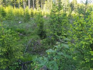 Granplant på sommaren. 