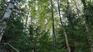 Kuusia ja lehtipuita metsässä