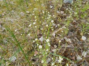 Valkokukkainen kalliorikko kasvaa maassa