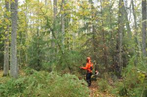 Suojavarusteisiin pukeutunut ihminen raivaa kuusia raivaussahalla metsässä