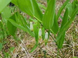 Valkokukkainen kalliokielo