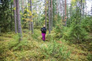 Metsäalan ammattilainen seisoo syksyisessä metsässä. Hänellä on mukanaan maastotallennin ja hän katsoo puustoa yläviistoon.