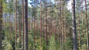 Metsämaisema.