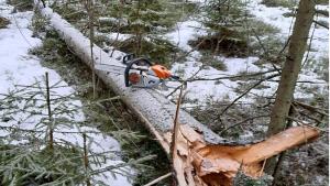 Kuusen juurikäävän vaurioittama puu talvisessa metsässä.