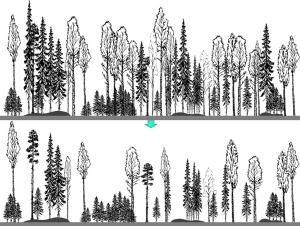 Havainnekuva, jossa allekkain kaksi piirroskuvaa metsästä. Ylemmässä kuvassa puita on enemmän, alemmassa kuvassa on tehty poimintahakkuuta ja poistettu isoimpia puita.