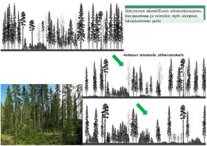 Siirtyminen säännölliseen erirakenteisuuteen, kun puustossa jo valmiiksi myös alempien latvuskerrosten puita. Aloitetaan eriasteisilla yläharvennuksilla.