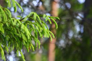 Raikkaanvihreitä kuusenkerkkiä