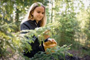 Nuori nainen kerää kuusenkerkkiä kesällä. 