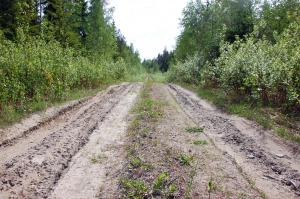 Huonokuntoinen metsätie.