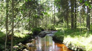 Puro kesäisessä metsässä.