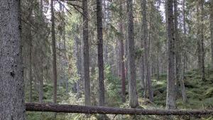 Gammal granskog.