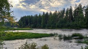 Kuvassa on näkymä Kiiminkijoelta. Etualalla on vettä ja rantakasvillisuutta. Taustalla näkyy varttunutta mäntymetsää.