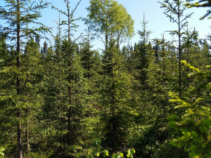 Kuvakollaasi metsän eri mahdollisuuksista. Kuva koostuu kuusentaimikosta, korvesta, kantarelleista, puuntaimien istutuksesta ja metsäkoneesta.