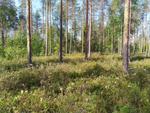 Rämepuustoa, jonka alla tyypillistä suopursukasvustoa.