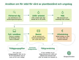 Steg för att ansöka om stöd för vård av plantbestånd och ungskog. Bildens innehåll beskrivs i texten på sidan.