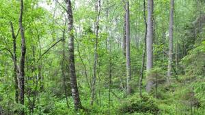 Lehtipuustoinen vaihettumisvyöhyke.