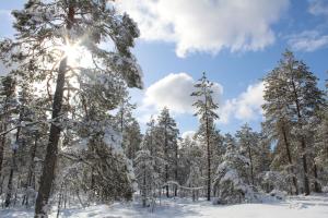 Kuvituskuva talvisesta metsästä, puiden oksilla on lunta ja aurinko pilkottaa puun latvan takaa
