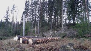 Lövträdstubb på avverkningsplatsen