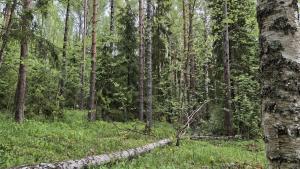 Metsä, jossa lehtipuita ja kuusia.