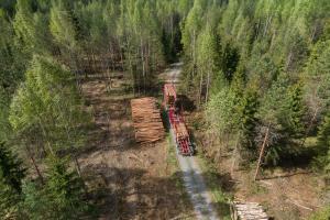 Puurekka metsätiellä.