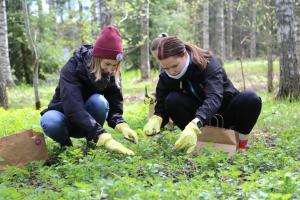 Kolme henkilöä on metsässä keräämässä maasta villiyrttejä. 