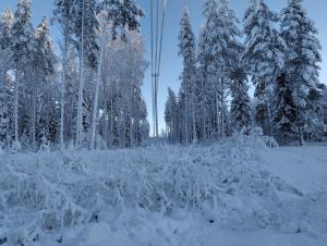 Talvista metsää, jossa kulkee sähkölinja.