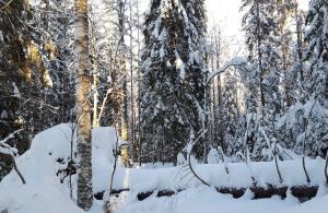 Lahopuuta talvisessa metsässä.