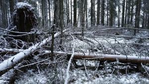 Död ved i skogen på vintern