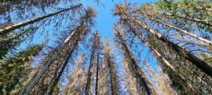 Skador av granbarkborre i skogen