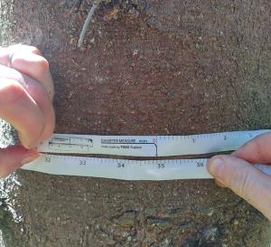 Mittanauha puun ympärillä