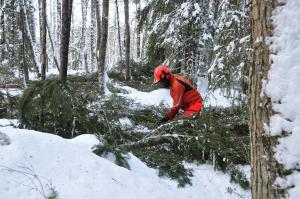 Metsuri kaataa kuusia lehdosta talvella. 