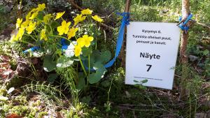 Rentukka ja vieressä tehtävänanto: "Tunnista oheiset puut, pensaat ja kasvit". Näyte 7.