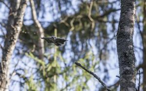 Flygekorre flyger i en blandskog.