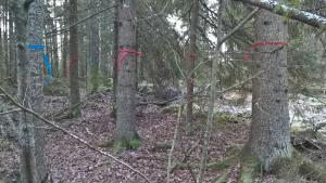 Kuvassa on hoidon tarpeessa oleva lehto, jossa lehtipuusto on jäämässä kuusten varjoon.