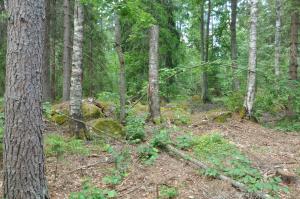 Kuvassa on lehto, johon on saatu hoitotöillä valoa ja tilaa lehtipuille ja lehtokasvillisuudelle.